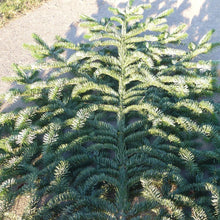 Lade das Bild in den Galerie-Viewer, Schnittgrün / Reisig / Tannenzweige