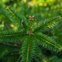 Lade das Bild in den Galerie-Viewer, Gesunde Baumspitze Nordmanntanne