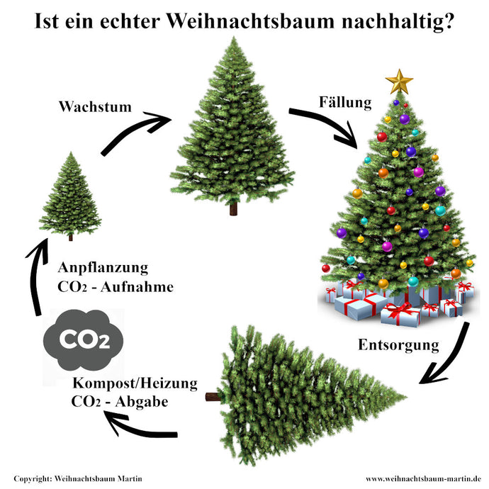 Ihr nachhaltiger Weihnachtsbaum - So geht's!