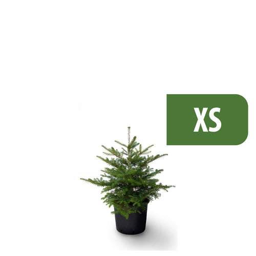 Weihnachtsbaum im Top XS - Nordmanntanne