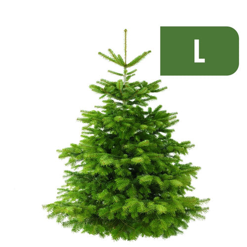 Weihnachtsbaum Nordmanntanne L (150-175cm)