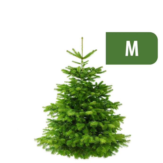 Weihnachtsbaum Nordmanntanne M (125-150cm)