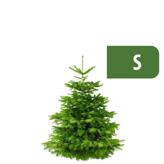 Weihnachtsbaum Nordmanntanne S (100-125cm)