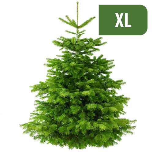 Weihnachtsbaum Nordmanntanne XL (175-200cm)